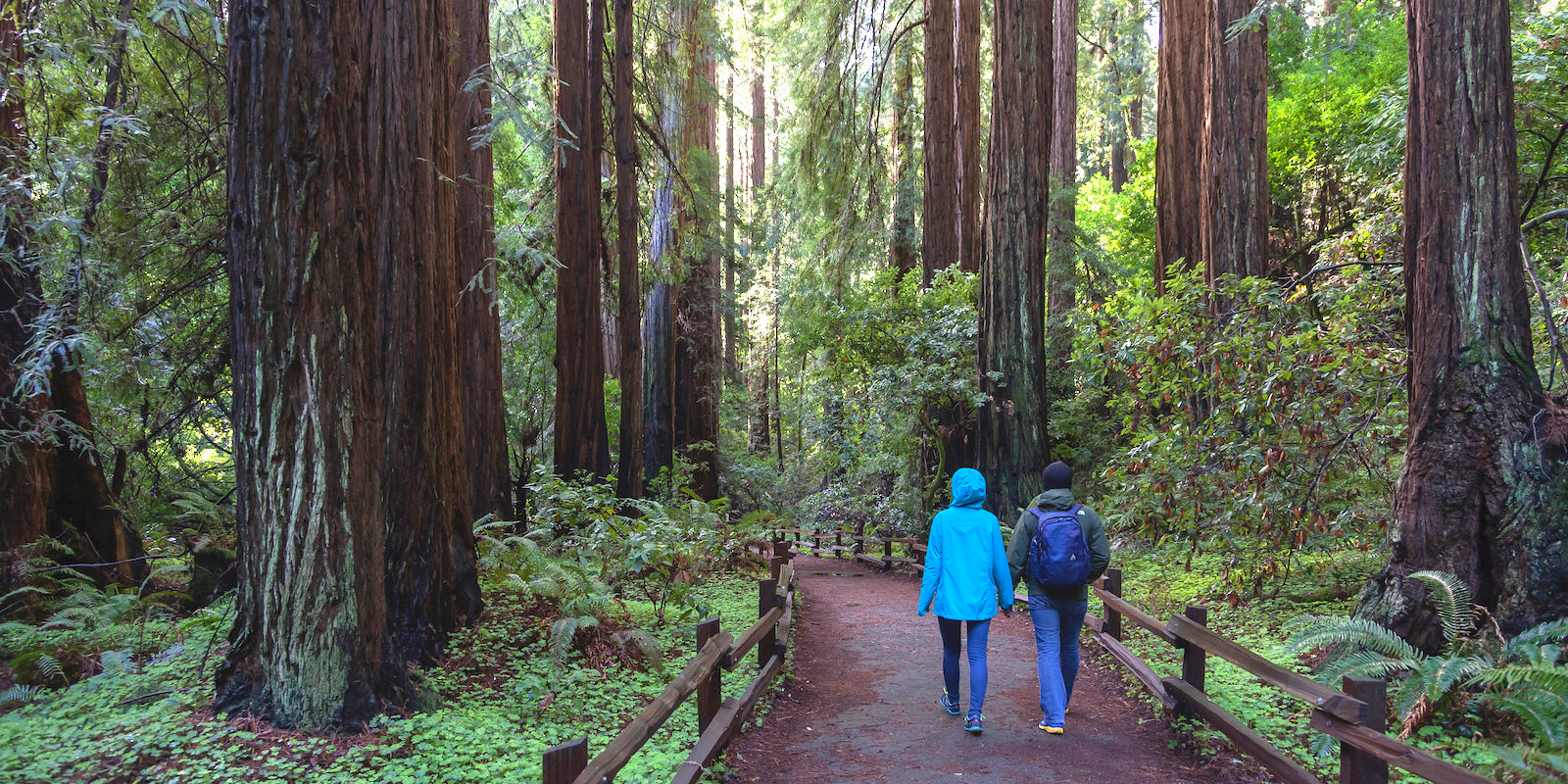 Scenic view of two hikers walking on a path in Muir Woods, surrounded by lush vegetation and tall redwood trees.