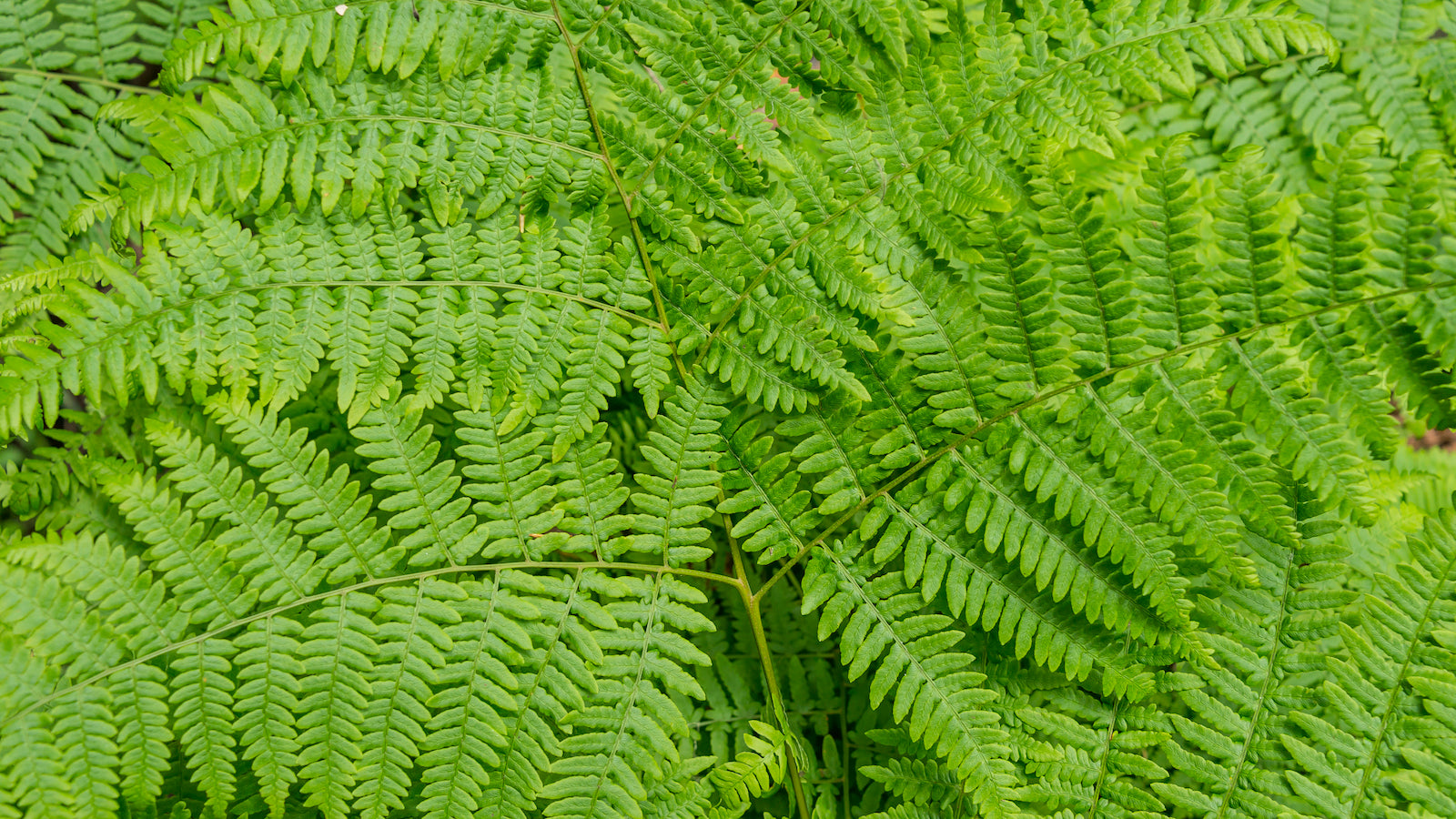 Close-up view of bright green ferns.