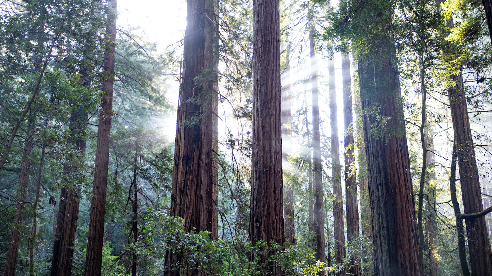 Sunlight filters through the fog and trees at Muir Woods